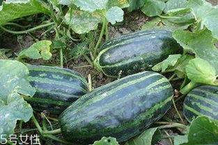 吃脆瓜的营养,健康生活新选择