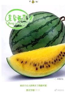 170集吃瓜,娱乐圈背后的真相与笑料