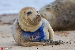 吃瓜小海豹壁纸,揭秘吃瓜界的萌宠壁纸