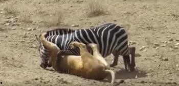 吃瓜捕猎,揭秘神秘猎人背后的故事