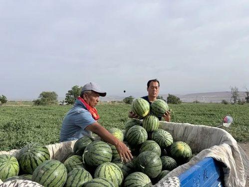 三全吃瓜,揭秘娱乐圈的甜蜜瓜田