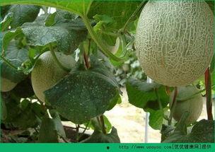 吃哈密瓜会变黄吗,吃哈密瓜真的会变黄吗？