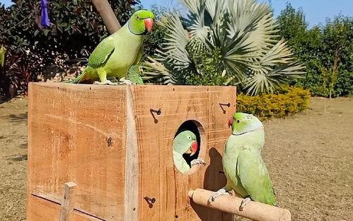 鸟吃瓜怎么清洗,清洁之道揭秘