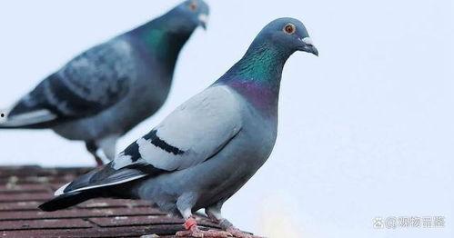 蓝瓜可以和鸽子一起吃吗,健康饮食新选择