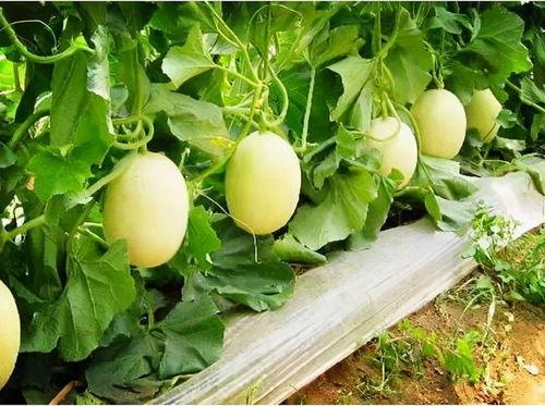 小桂花吃瓜,揭秘瓜果背后的趣味故事