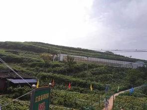 临沭北山吃瓜事件,一场引发热议的乡村美食风波