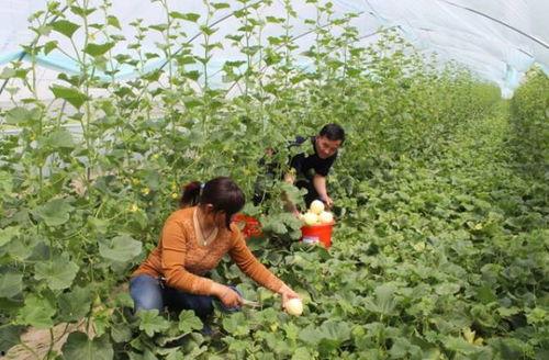 吃白梨瓜,白梨瓜的清爽滋味