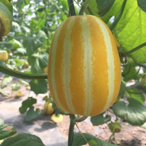 福工商在哪吃瓜,揭秘校园里的“吃瓜”圣地